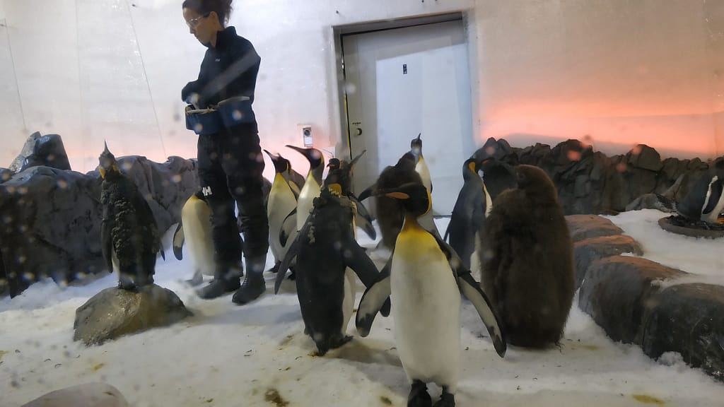 Penguin feeding time