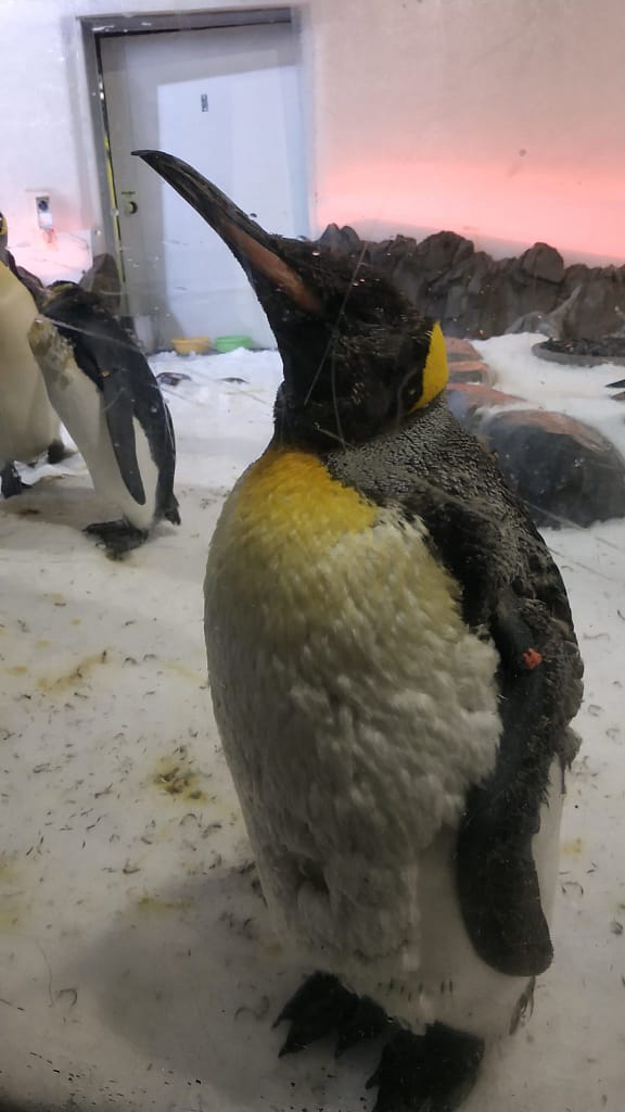 Penguins attention, penguins begin