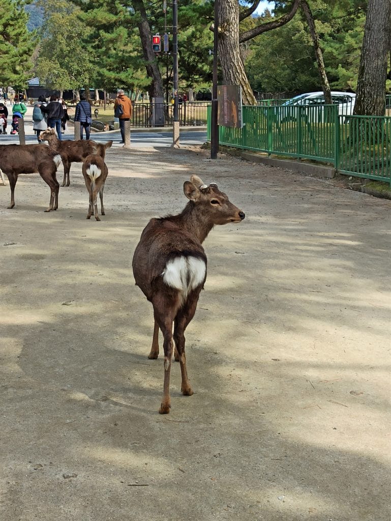Nara deer with love-shaped butt