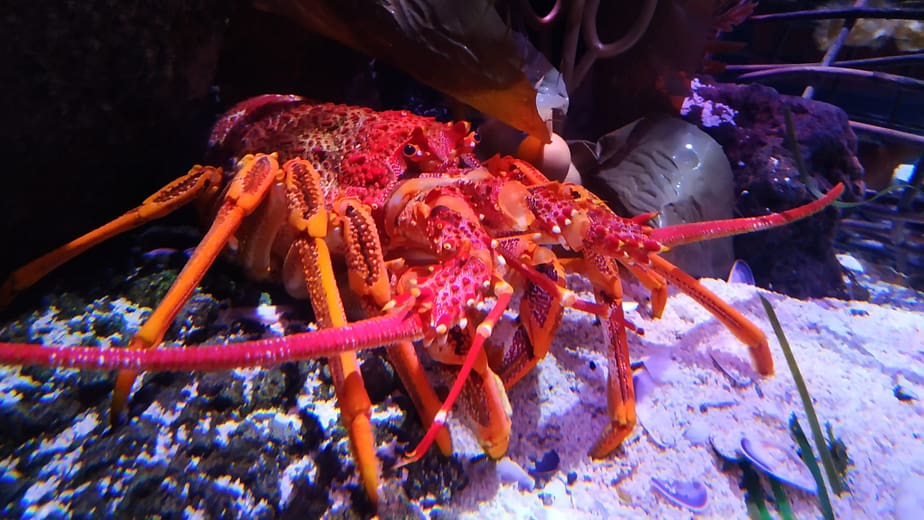 Lobster in SEA LIFE Melbourne