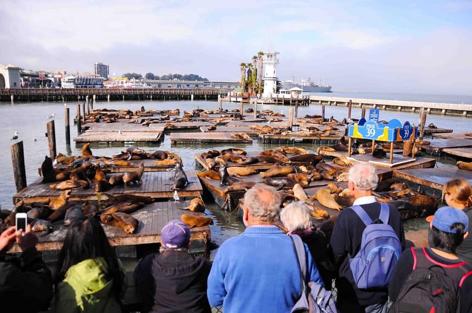 Sea lions at Pier 39, San Francisco