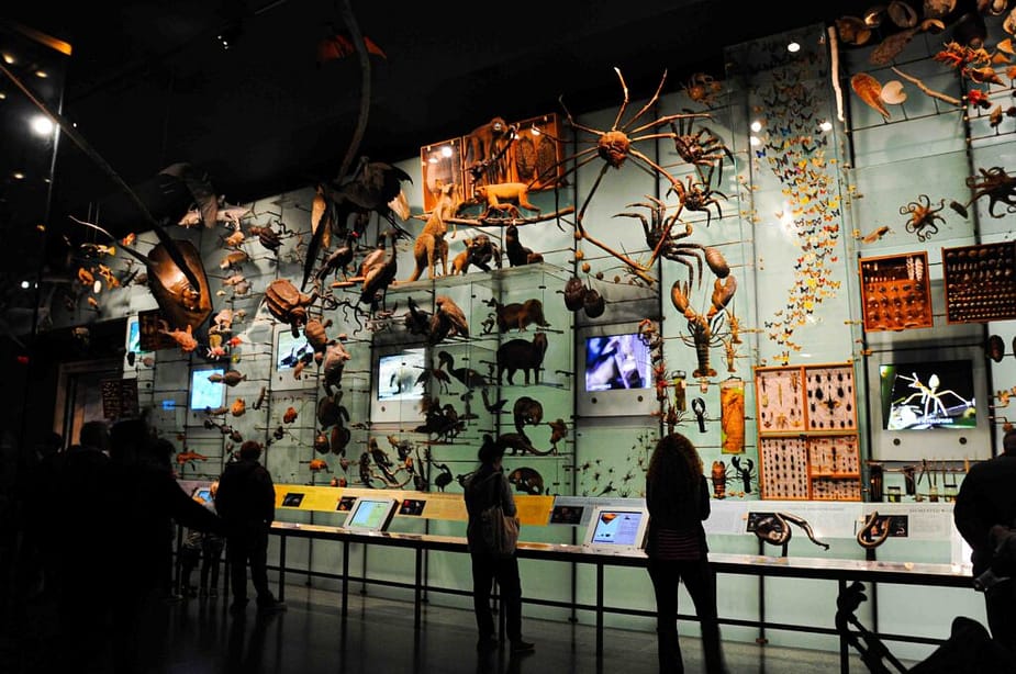 American Museum of Natural History, New York, USA