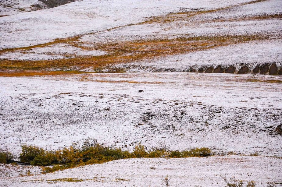 A bear walking across the snowy field