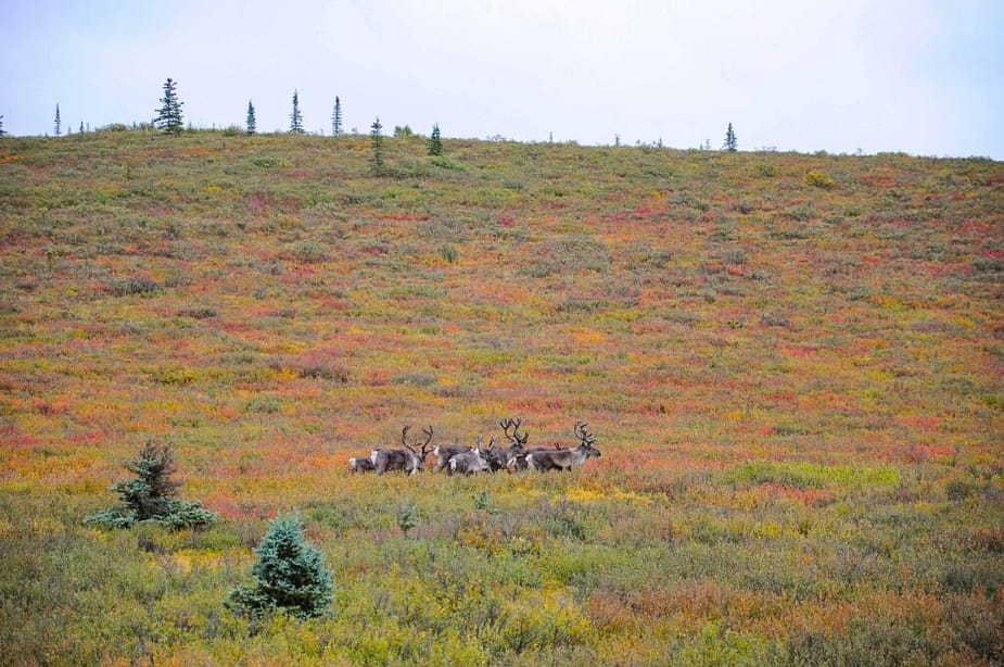 A group of reindeer or caribou