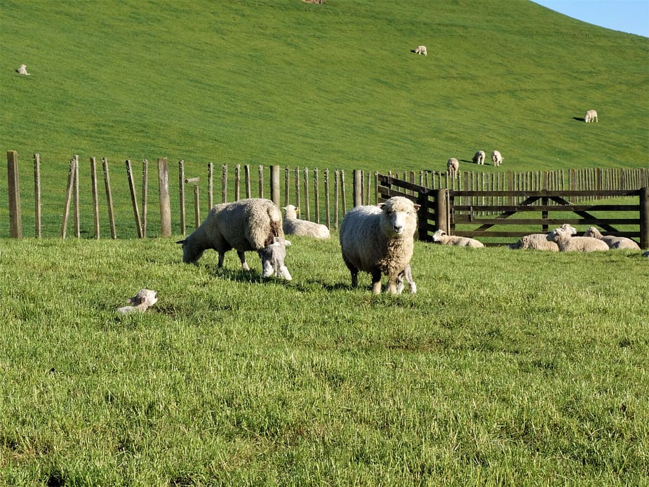 The population that exceeds human in New Zealand - sheep