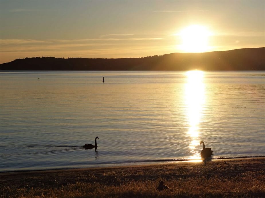 Sunset and 2 swans at Lake Taupo
