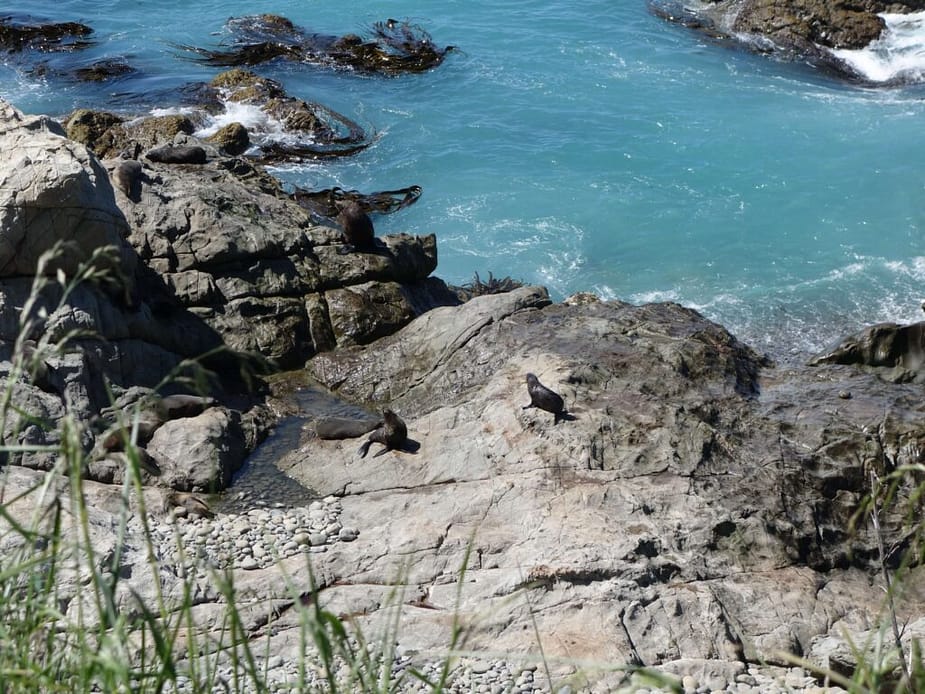 Sea lions at Ohau, New Zealand