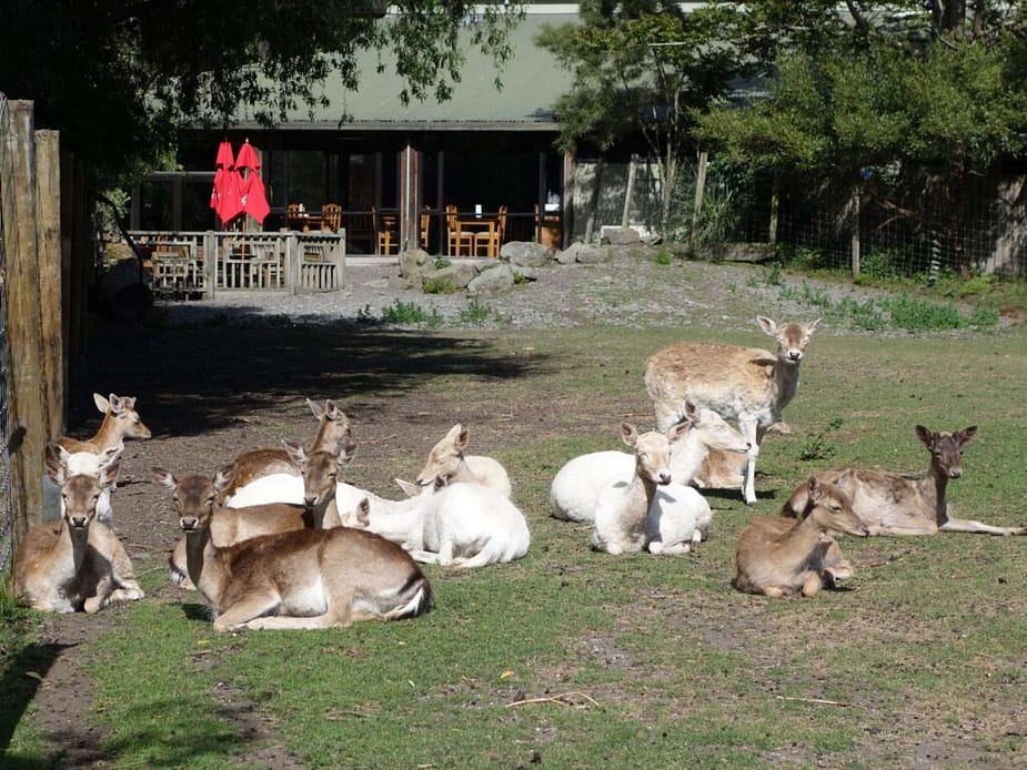 Animals at Willowbank Wildlife Reserve, New Zealand