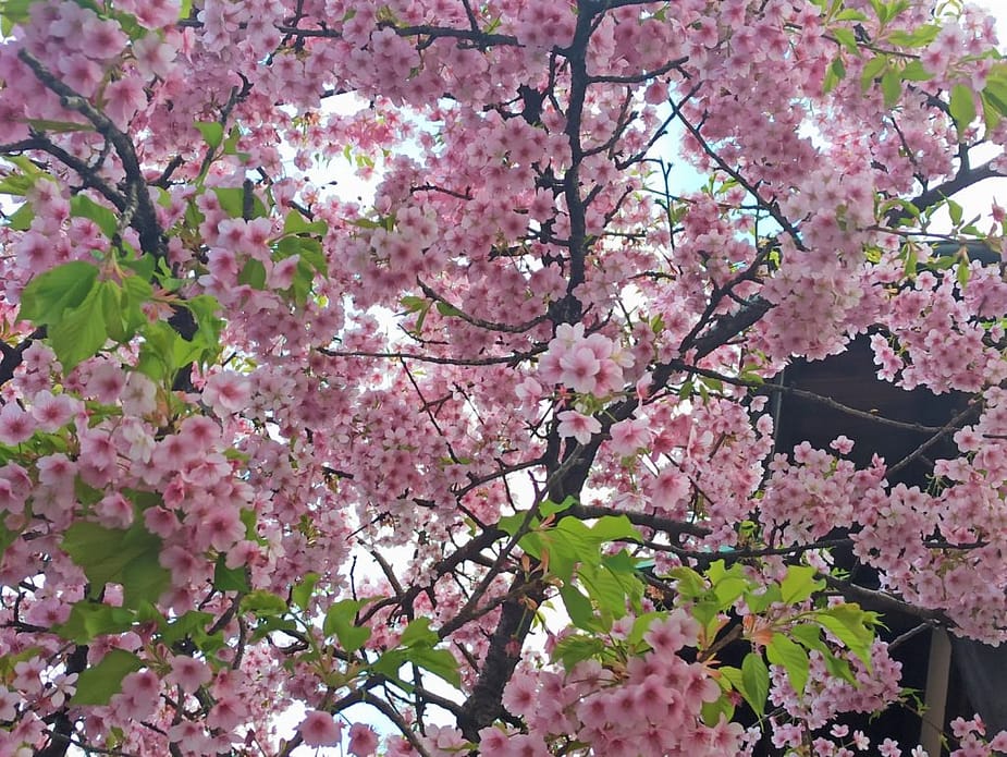 Fully bloomed sakura tree