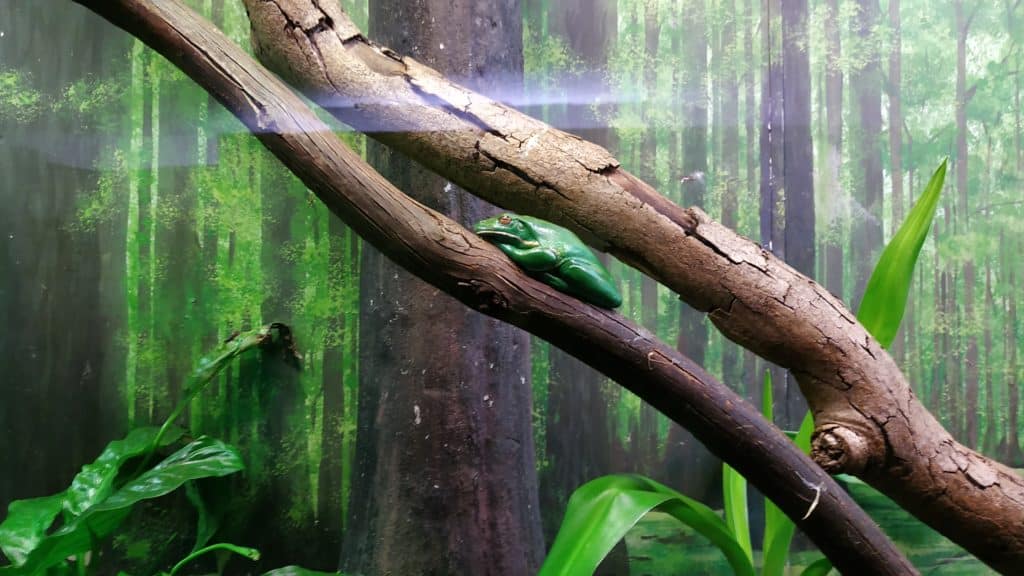 Green frog sleeping