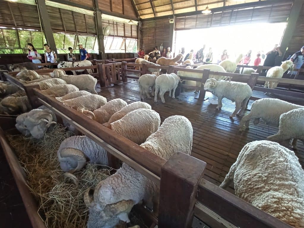 Animals in a barn