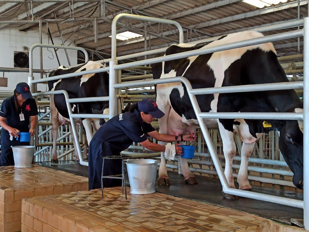 Worker milking the cow