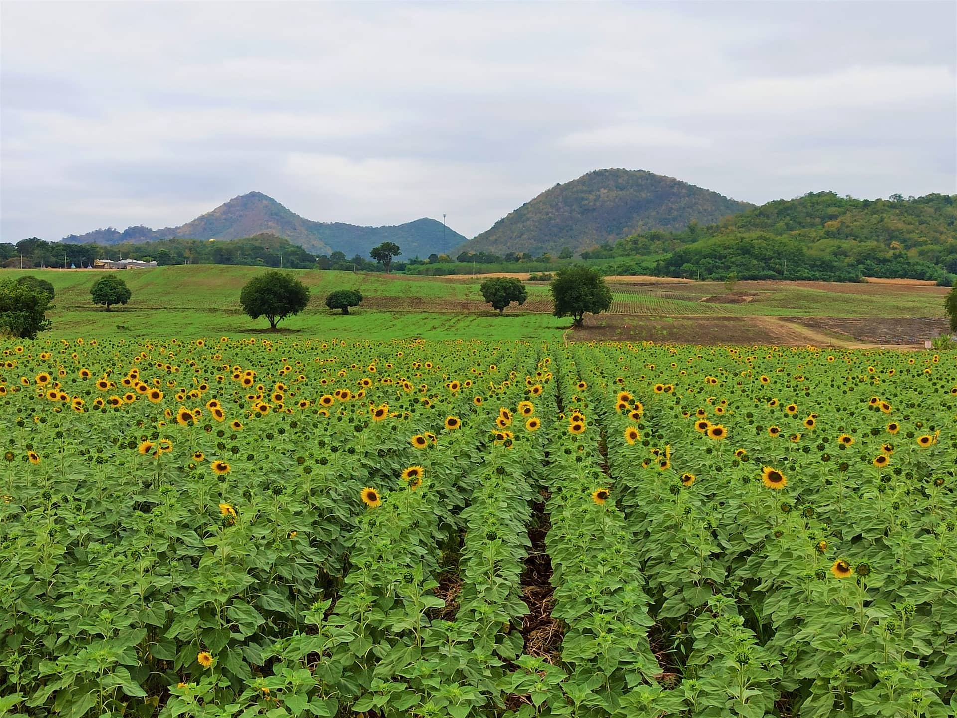 Sunflower field at Khao Yai