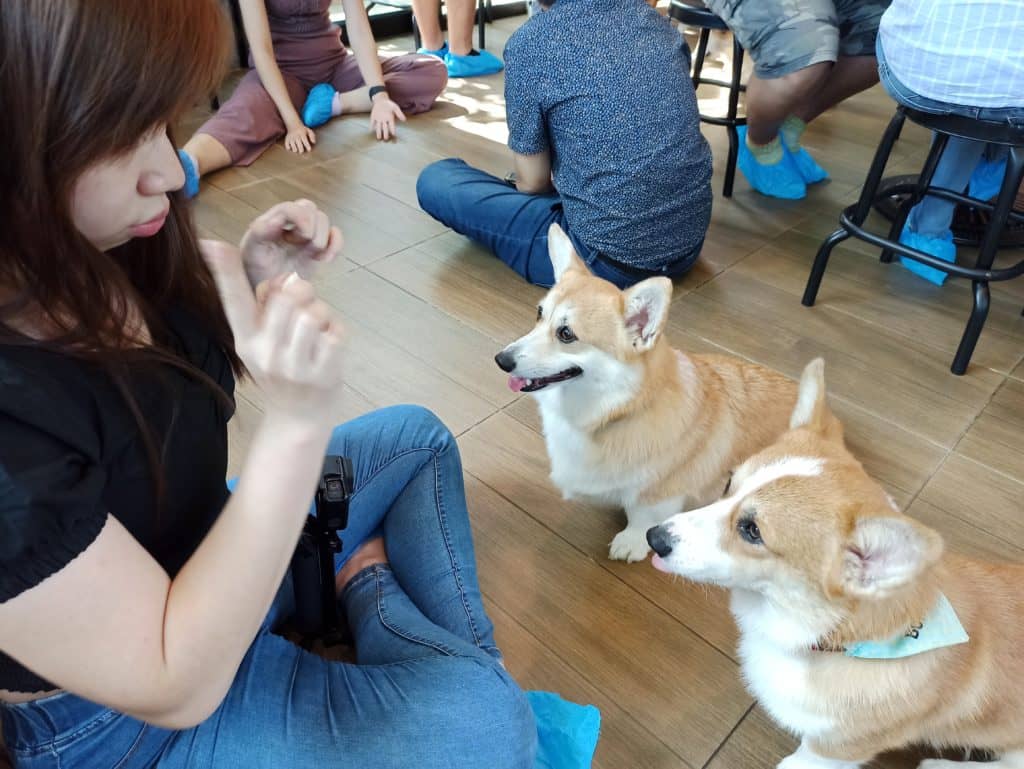 2 corgi guessing the food in which hands
