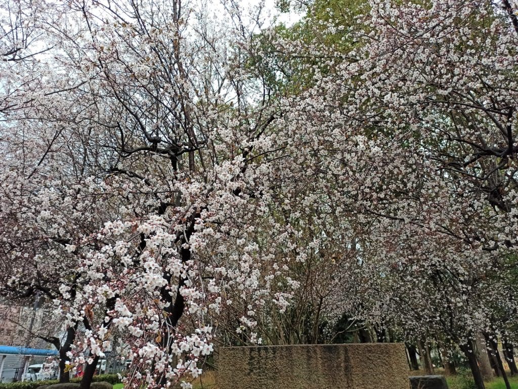 Plum blossom near Osaka Castle