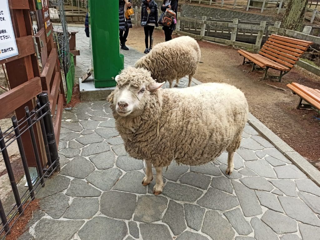 Sheeps at Rokkosan Pasture