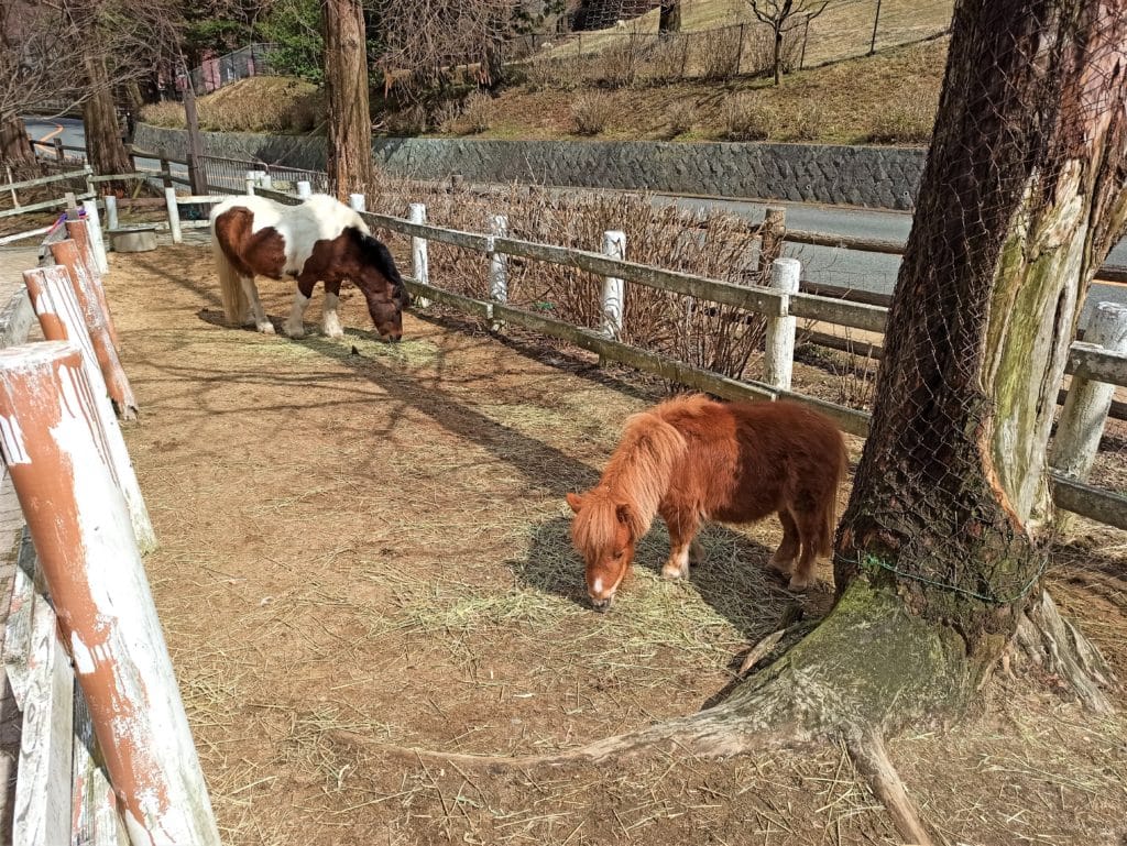 Ponies at Rokkosan Pasture, Japan