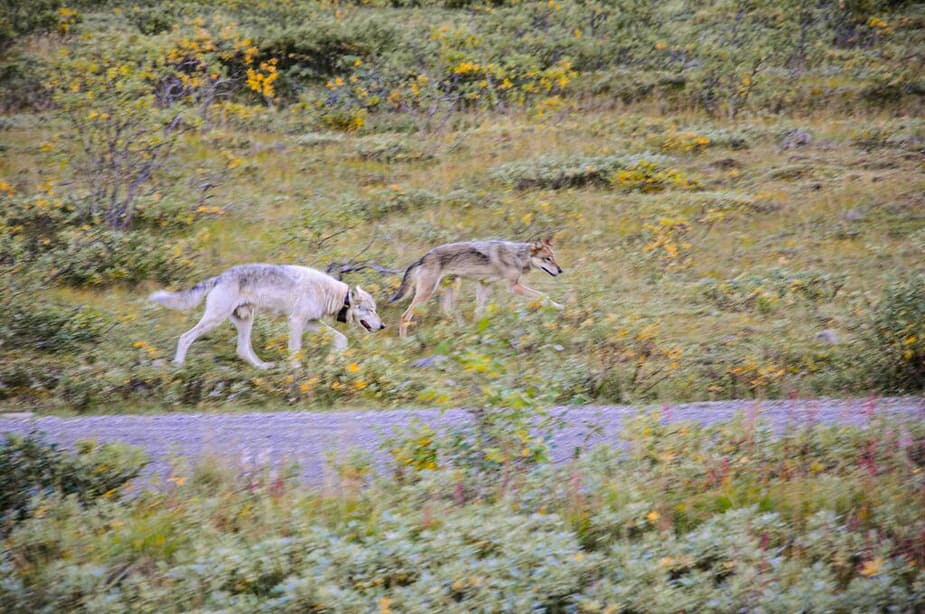 2 wild wolves in Alaska, USA