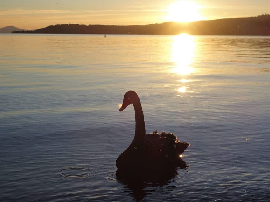 Sunset and black swan at Lake Taupo