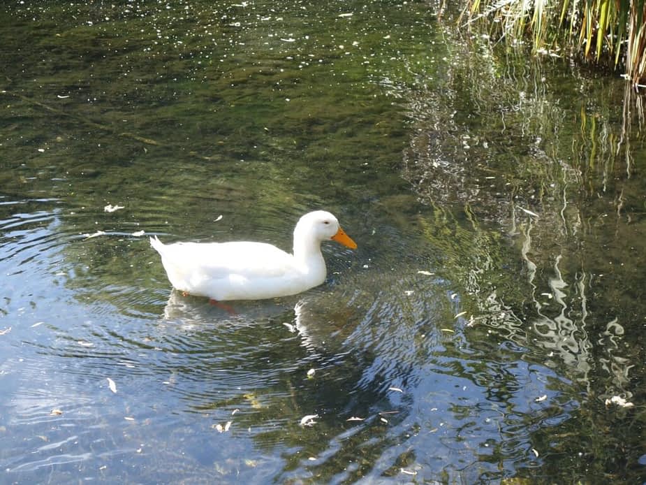 Duck at Willowbank Wildlife Reserve, New Zealand