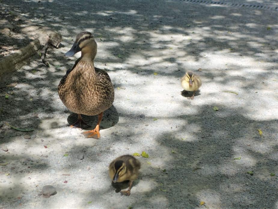 A duck and its chicks at Willowbank Wildlife Reserve, New Zealand