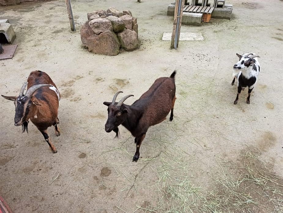 Goats in Rokkosan Pasture