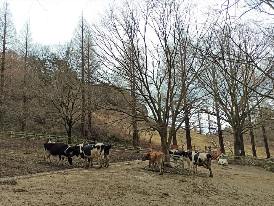 Cows at Rokkosan Pasture, Japan